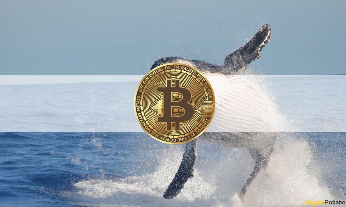 Realizing Profits or Reducing Risk? Third-Largest Bitcoin Whale Just Sold 1,500 BTC at $54.3K