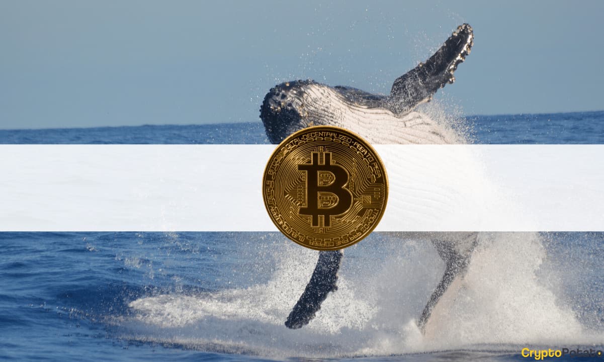 Third-Largest Bitcoin Whale Buys Another $137M Worth of BTC at $50K