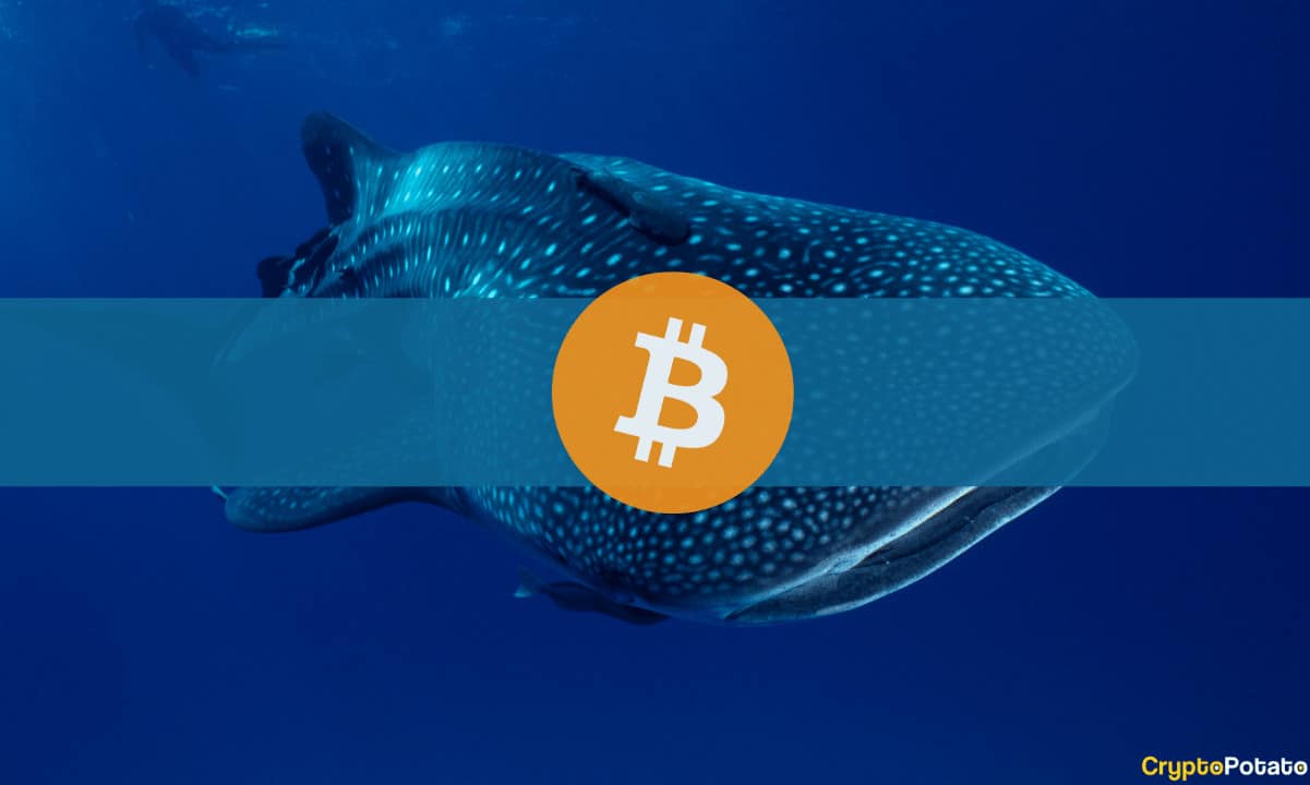 Bitcoin Whales Accumulating as Bear Market Floor is Established