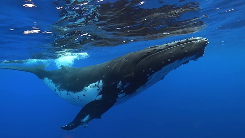 Ripple whales and sharks XRP holdings jump to all-time high